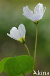 Wood-sorrel (Oxalis acetosella)