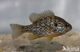 Zonnebaars (Lepomis gibbosus)