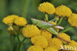 Long-winged Cone-head (Conocephalus discolor)