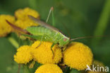 Long-winged Cone-head (Conocephalus discolor)