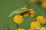 Long-winged Cone-head (Conocephalus discolor)