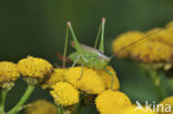 Long-winged Cone-head (Conocephalus discolor)