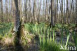 black alder (Alnus glutinosa)