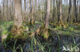 black alder (Alnus glutinosa)