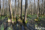 black alder (Alnus glutinosa)