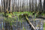 black alder (Alnus glutinosa)