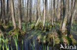 black alder (Alnus glutinosa)