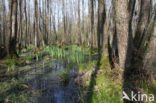 black alder (Alnus glutinosa)