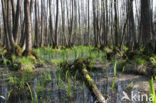 black alder (Alnus glutinosa)