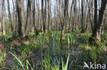 black alder (Alnus glutinosa)