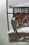 Coal Tit (Parus ater)