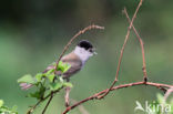 Zwartkop (Sylvia atricapilla)