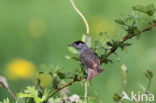 Zwartkop (Sylvia atricapilla)