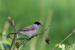 Zwartkop (Sylvia atricapilla)