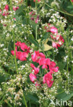 Tuberous Pea (Lathyrus tuberosus)