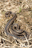 Common Viper (Vipera berus)