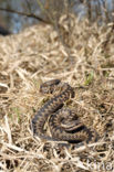 Common Viper (Vipera berus)