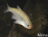 Bleak (Alburnus alburnus)