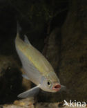 Bleak (Alburnus alburnus)