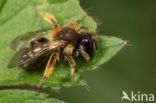 Andrena fulvata