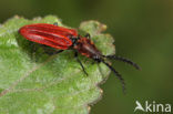 Anostirus purpureus