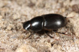 Aphodius depressus