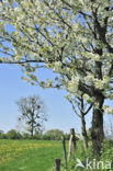 Apple tree (Malus spec.)