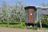 Apple tree (Malus spec.)