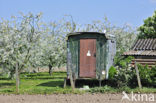 Apple tree (Malus spec.)