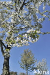 Apple tree (Malus spec.)