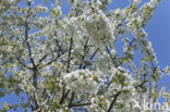 Apple tree (Malus spec.)