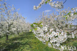 Apple tree (Malus spec.)