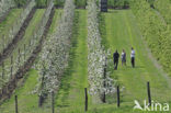 Apple tree (Malus spec.)