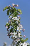 Apple tree (Malus spec.)