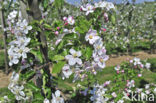 Apple tree (Malus spec.)