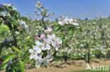 Apple tree (Malus spec.)