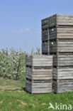 Apple tree (Malus spec.)