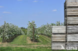 Apple tree (Malus spec.)