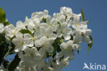 Apple (Malus domesticus)