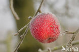 Apple (Malus domesticus)