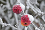 Apple (Malus domesticus)