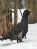 Eurasian Capercaillie (Tetrao urogallus)