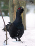 Eurasian Capercaillie (Tetrao urogallus)