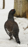 Eurasian Capercaillie (Tetrao urogallus)