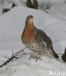 Eurasian Capercaillie (Tetrao urogallus)