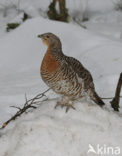 Eurasian Capercaillie (Tetrao urogallus)