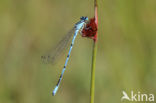 Azuurwaterjuffer (Coenagrion puella)