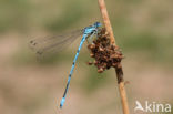 Azuurwaterjuffer (Coenagrion puella)