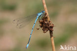 Azuurwaterjuffer (Coenagrion puella)