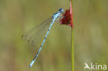 Azuurwaterjuffer (Coenagrion puella)